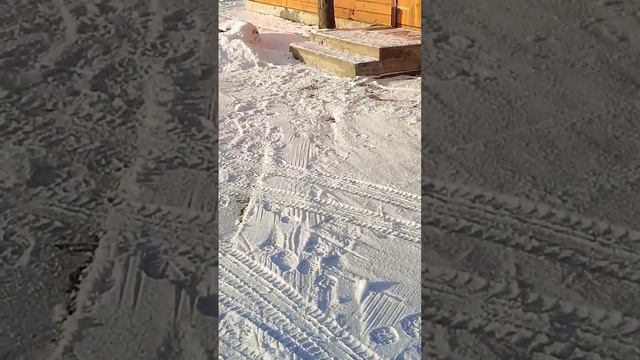 Наша баня на даче!#дача #баня смотреть онлайн
