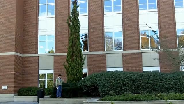 Italian cypress (Cupressus sempervirens) - Plant Identification смотреть онлайн