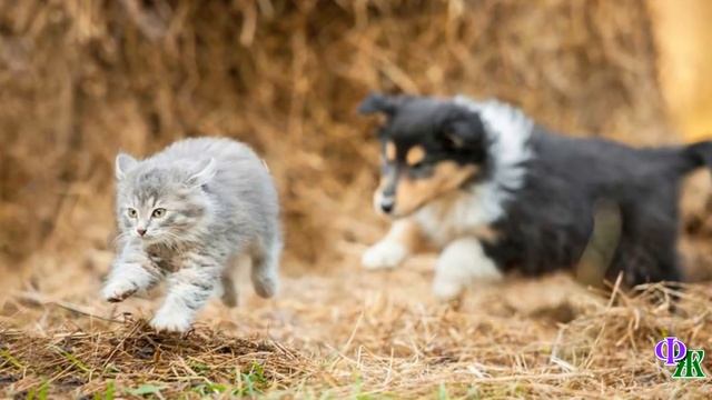 Котенка бросили на растерзание к собакам, но собаки были добрее людей, они были воспитаны кошкой смотреть онлайн