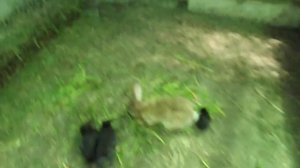 ЯМНО -ВОЛЬЕРНОЕ СОДЕРЖАНИЕ КРОЛИКОВ