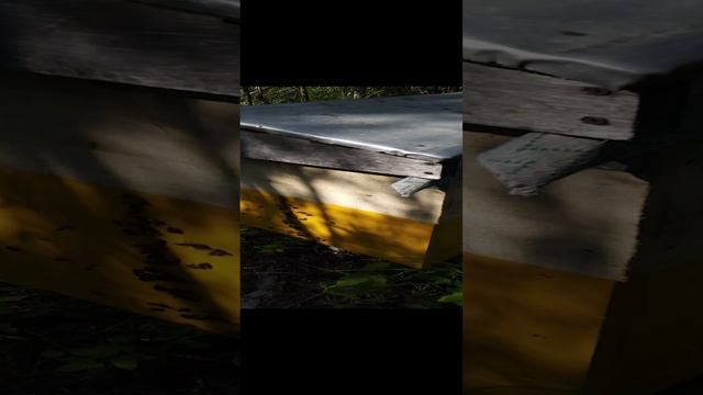 2023г. Засуха в северной Башкирии. Вывозим пчёл в лес тайгу за 50км смотреть онлайн