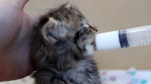 В каком возрасте можно забрать котенка домой из питомника? Отвечаю на давний вопрос