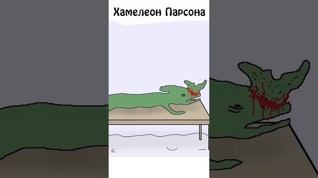 А вы знали какой скелет у Хамелеон Парсона? #samonella #сэмонелла #животные #шортс #shorts смотреть онлайн