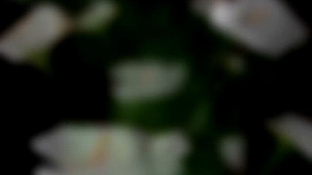 Домашні квіти..Білі кали ефіопські. Зантадехія. Білокрильник. смотреть онлайн