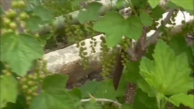 Видеообзор смородины по состоянию на 19 мая 18г. смотреть онлайн