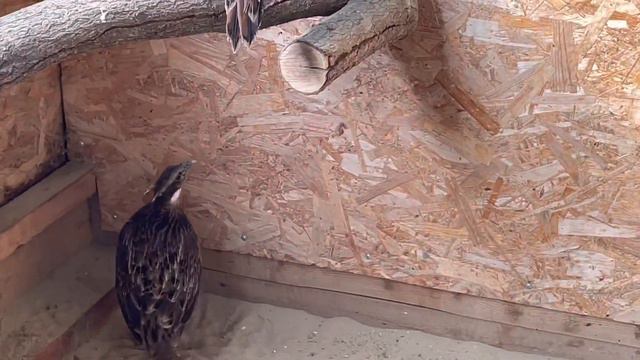Фазаний питомник Тибет смотреть онлайн