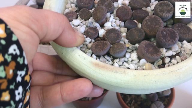 YAZ KIŞ LİTHOPS (YAŞAYAN TAŞ) BAKIMINA DAİR HERŞEY 2 - Sukulent Lithops Bakım @sierrabotanique