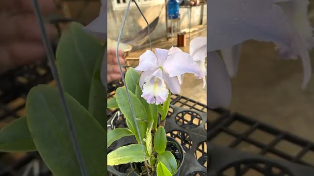Cattleya sea breeze blue ribbon (blue khói) hoa chùm rất đẹp. Lh đặt hàng zalo +dt: 0933124442 смотреть онлайн