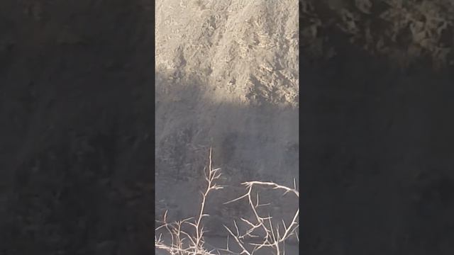 Горные козлы в Айнинском районе. 07.07.2020 года смотреть онлайн