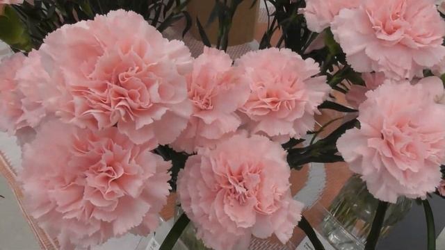 Потрясающие гвоздики Флориады: зелёные, кофейные, окаймленные сорта смотреть онлайн