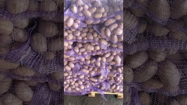 Картофель Королева Анна оптом Брянская область смотреть онлайн