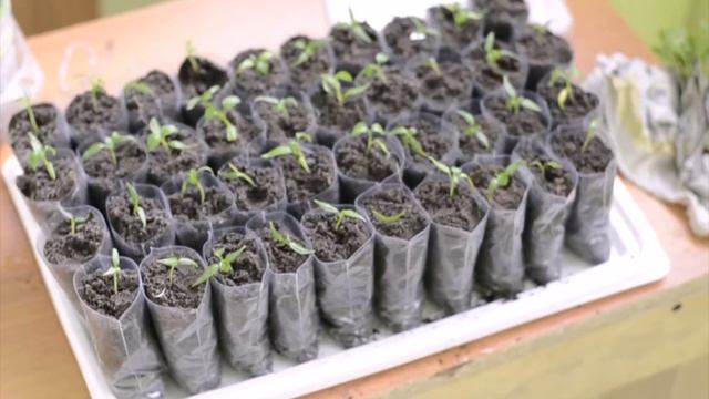 Выращивание рассады в чайных пакетиках смотреть онлайн