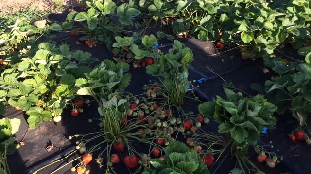 Чамора Туруси урожайная клубника смотреть онлайн