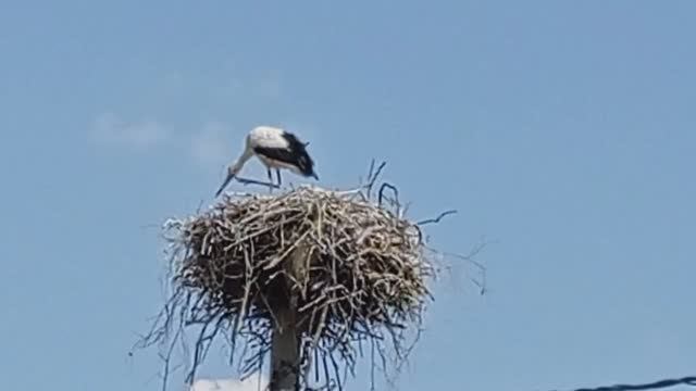 Аисты в Можайске 04 (2021.07.11_11:58:31)