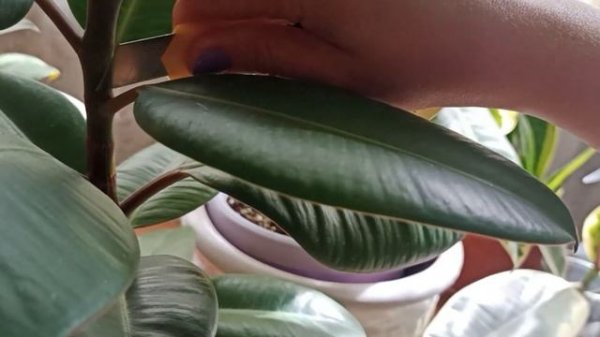 Фикус не хочет ветвиться. Стимулирую почки фикусов .  (ч. 1)