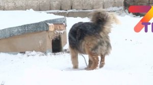 В Полевском неизвестный водитель сбил собаку оставил ее умирать