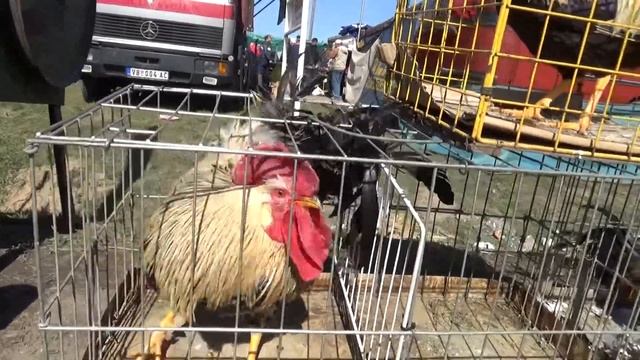 ? Боевые балканские петухи и петух-пахан! смотреть онлайн