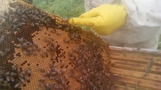 Пасека Лаврова. Как я выбираю качественный маточник в основных семьях. Часть 2. смотреть онлайн