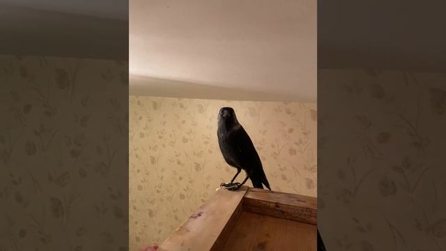 Домашняя галка. От любви до ненависти один шаг! смотреть онлайн