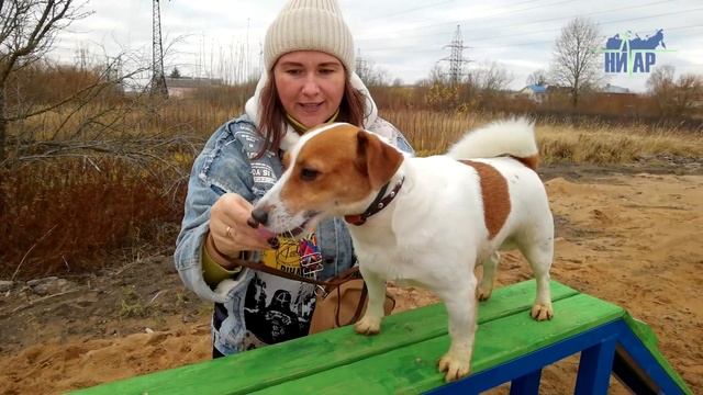 Открытие площадки для дрессировки собак смотреть онлайн