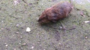 Водяная полёвка, или водяная крыса. В музее-усадьбе Кусково.