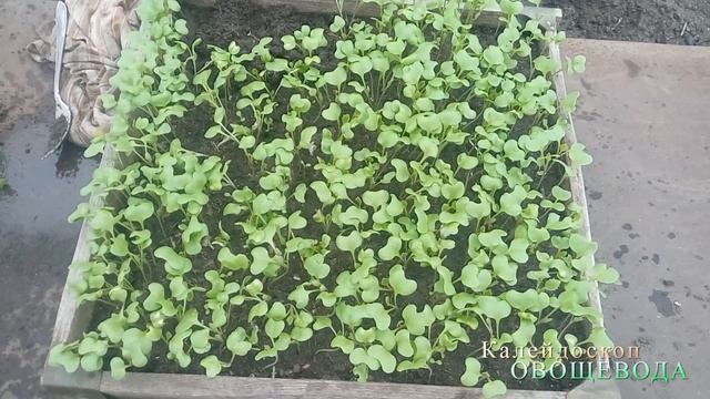 Пора ПИКИРОВАТЬ РАННЮЮ КАПУСТУ