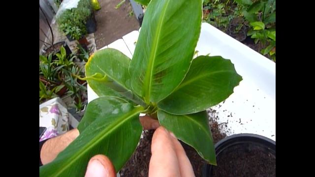 Банан. Уход и Выращивание в домашних условиях смотреть онлайн