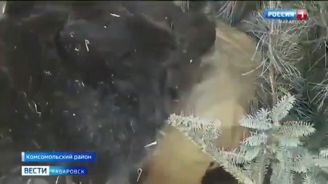 пока Медведица ела залез в берлогу смотреть онлайн