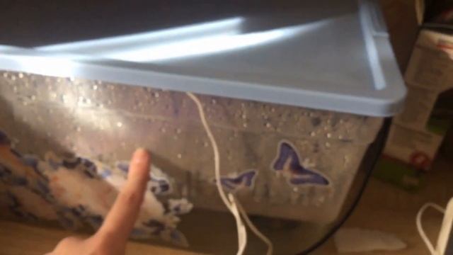 Самка эублефар снесла яйца смотреть онлайн