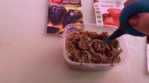 Посев перцев в пробки из минеральной ваты.
