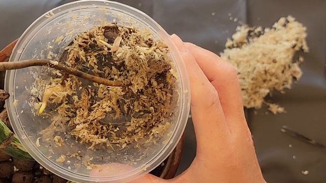 Roots on Roots! Monstera Albo Propagation Experiment [4 WEEK UPDATE] смотреть онлайн