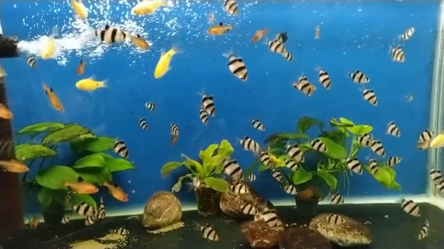 аквариумные рыбки  Барбусы