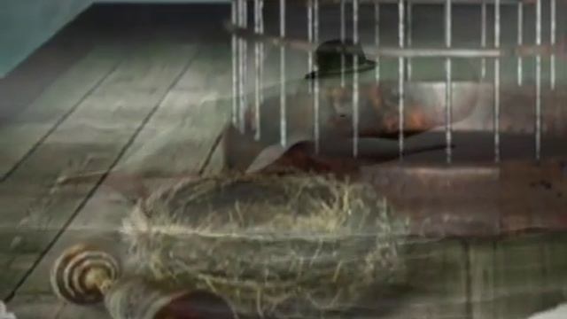 ECHO PROJECT "Stella de Oro" смотреть онлайн