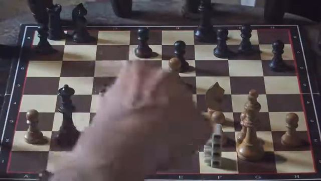 XVI 23f Echec Tactique Mat Pion 6 смотреть онлайн