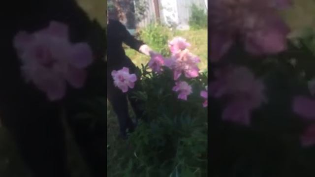 Мои любимые махровые пионы на даче смотреть онлайн