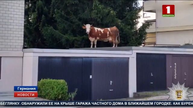 Пропавшую корову обнаружили на крыше гаража смотреть онлайн