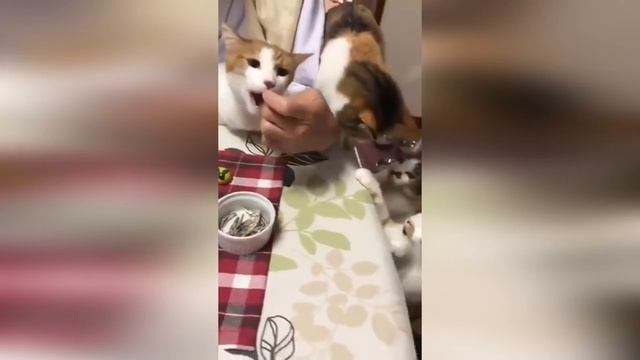 ?Коты 2022 смешные котики. ?Новые приколы с котами до слез. Я СМЕЯЛСЯ ЧАС ?Fu.mp4 смотреть онлайн