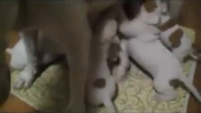 Маму кушаем смотреть онлайн