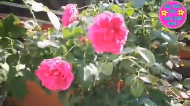 Tree Rose William Shakespeare 2000