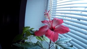 Розовый комнатный гибискус. Гибискус (Китайская роза) - красивый комнатный цветок. Как цветёт