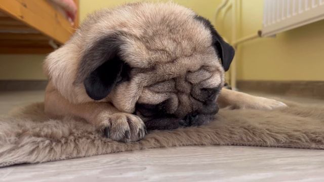 Мопс на дискотеке🥰Как кайфует мопс🐶 смотреть онлайн