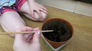 Сажаем цветок в горшок // ВАСИЛЁК