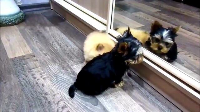 Snickers (пом шпиц 1 месяц) & Dandy (мини йоркширский терьер 2 месяца) смотреть онлайн