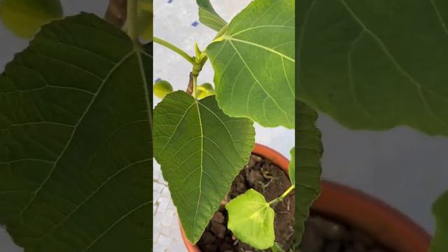 Anjir plant смотреть онлайн