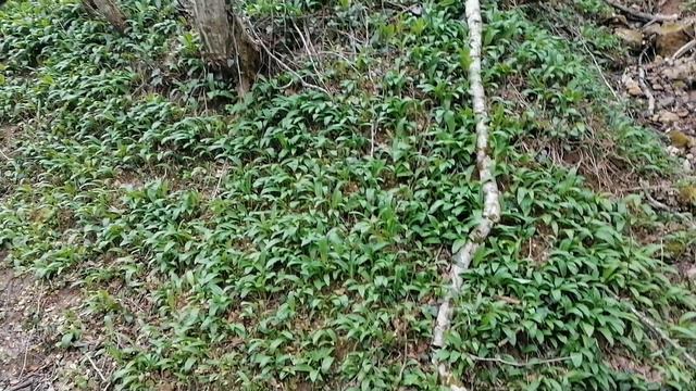 VID_20240329_110816.mp4