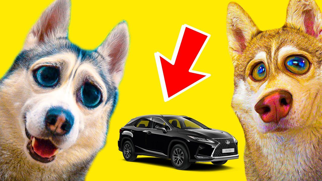 ПОКУПАЮ БУБЛИКУ МАШИНУ ЛЕКСУС!! (Хаски Бандит) Говорящая собака смотреть онлайн