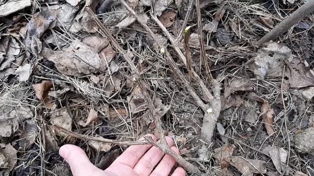 Гортензия ВАНИЛА ФРАЙЗ , обрезка весной . смотреть онлайн