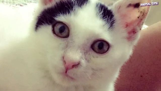 Брошенный котенок падал с ног на улице, прося о помощи, и он ее нашёл! смотреть онлайн