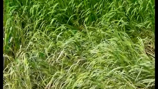 PENTAX X90 смотреть онлайн