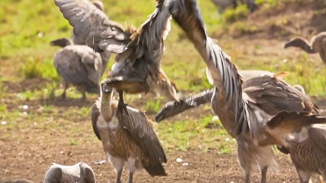Hunting and being hunted in Kenya's Masai Mara смотреть онлайн